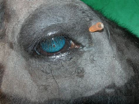 Anesthesia: regional - infratrochlear nerve block 01 in Horses (Equis) | Vetlexicon