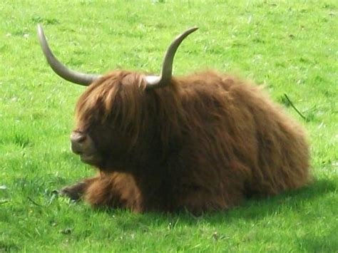 Moo..... Highland Cattle near the centre of Glasgow - Picture of Pollok Country Park, Glasgow ...