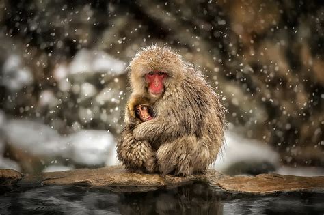 HD wallpaper: monkey, snow, macaques, baby animals, hugging, wildlife | Wallpaper Flare