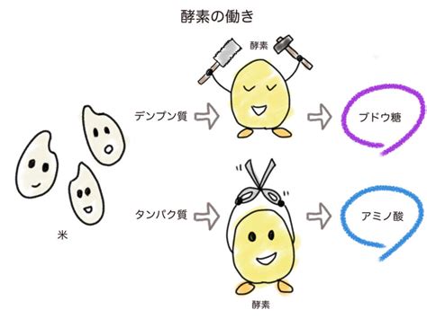 麹、酵母、酵素の違いを解説｜微生物から酵素までをわかりやすく説明 | お酒のソムリエ SAKESEN【公式ブログ】株式会社酒専やまもと