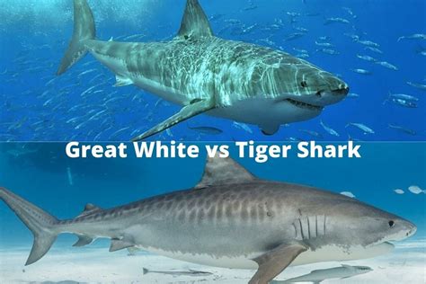 Great White vs Tiger Shark - What's the Difference? - Topsail Angler