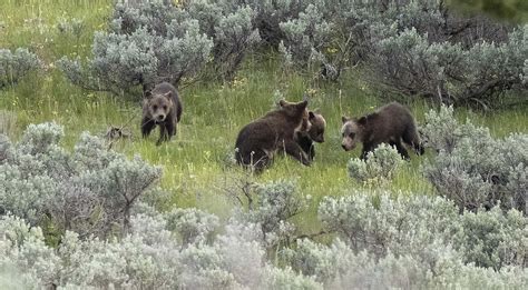 Grizzly Bears in Grand Teton National Park - Jackson Hole Real Estate | Latham Jenkins, REALTOR®