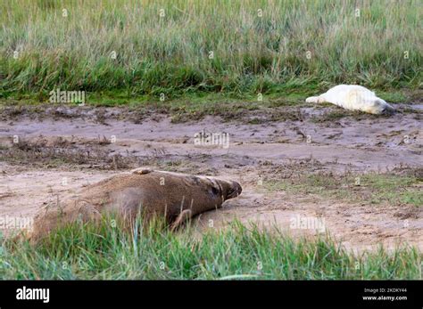 Donna Nook, United Kingdom. 7th Nov, 2022. First seal pups born at Donna Nook Nature reserve in ...