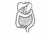 Printable Digestive System Coloring Page sketch template