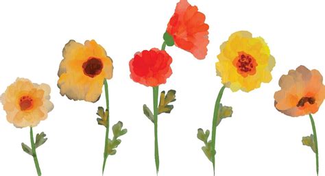 Set of watercolor poppy flower isolated on white background. Loose ...