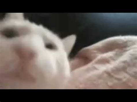 10 meilleures vidéos de Vibing Cat Meme