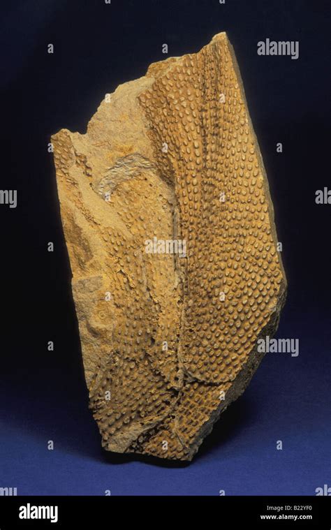 Bryozoan hi-res stock photography and images - Alamy