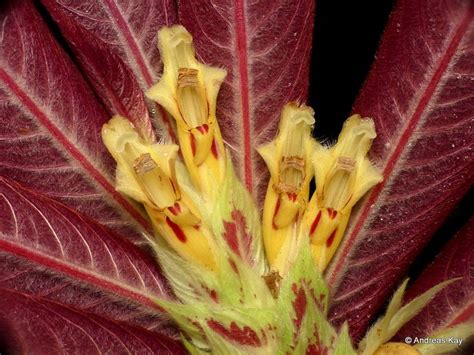 Columnea tessmannii, Gesneriaceae | Flowers, Plants, Ecuador