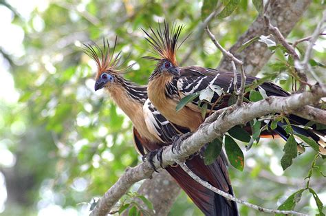 Hoatzin | Bird Basic Facts & Lovely Pictures | Beauty Of Bird