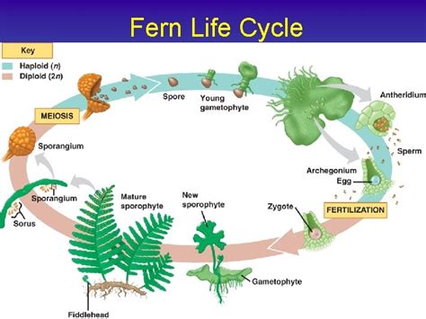 Seedless Plants Plant Evolution Plant Evolution Nonvascular Seedless