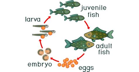 Fish Life Cycle - Learn About Nature