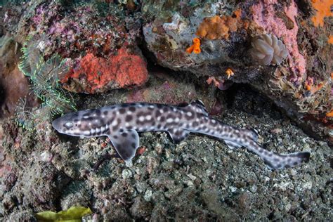 Catshark Species (Scyliorhinidae Family) In Your Aquarium