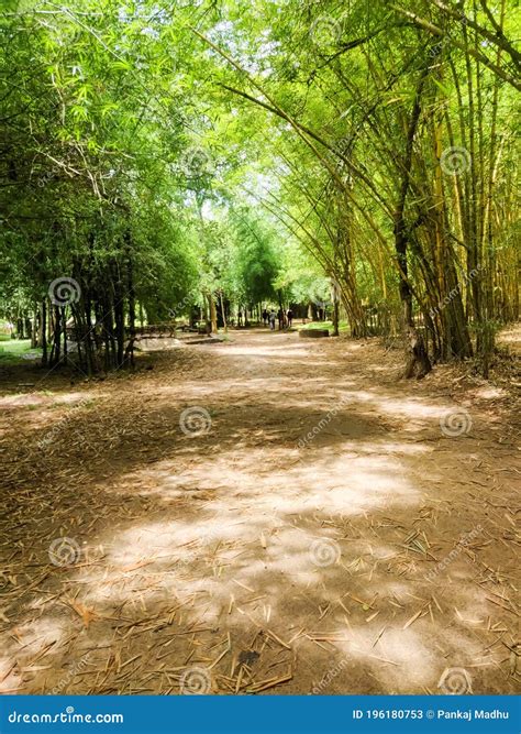 Bamboo Forest in Kaveri Nisargadhama Coorg, Karnataka Stock Image ...