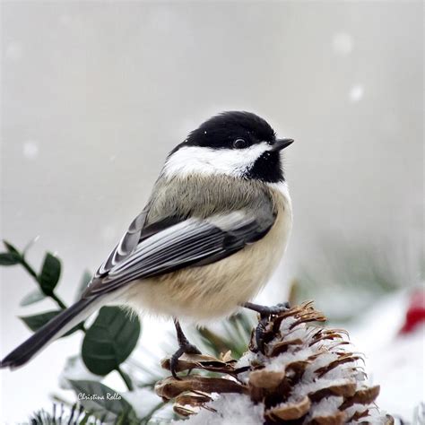 Winter Chickadee Square Photograph by Christina Rollo