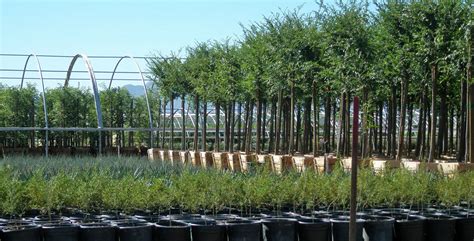 Elgin Nursery & Tree Farm: Phoenix, AZ