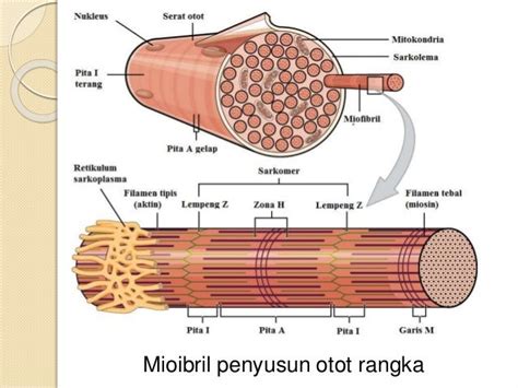 15+ Gambar Struktur Otot