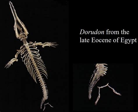 Dorudon skeleton | Letters to Creationists