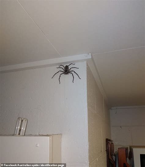 Brave Aussie family allows monstrous huntsman spider to live in their ...