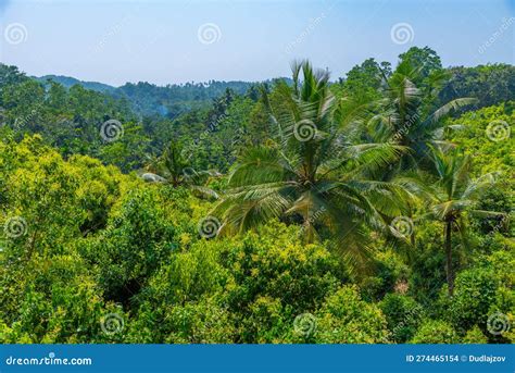 Mirissa Hills Cinnamon Plantation at Sri Lanka Stock Photo - Image of ...