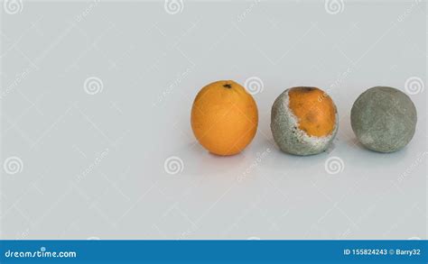 Three Oranges in Various Stages of Decomposing. Illustrating Decomposition Process Stock Image ...