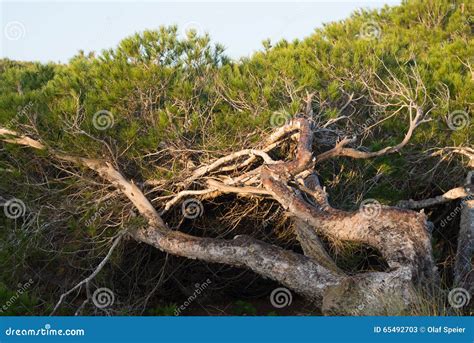 Windswept pine trees stock image. Image of twisted, tree - 65492703