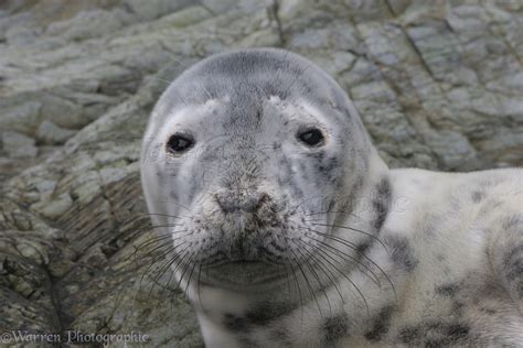 Grey seal pup photo WP08837