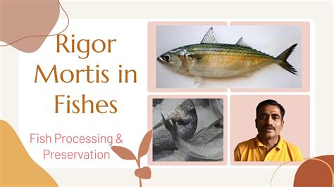 Rigor Mortis: What is Rigor Mortis and Its Role in Fish Preservation - YouTube