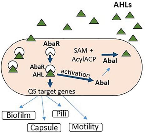 Frontiers | Modulation of Quorum Sensing and Biofilms in Less Investigated Gram-Negative ESKAPE ...