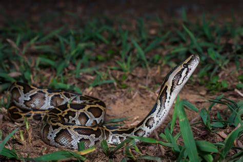 Burmese python (Python bivittatus)