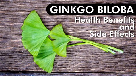 Ginkgo Biloba Review of Benefits & Side Effects - YouTube