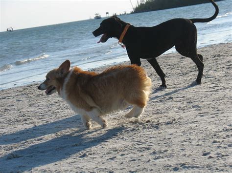 Shiloh running with the big dogs on Dog Beach | Sampson has … | Flickr