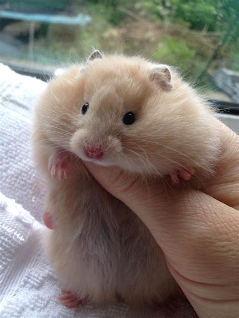 breeder pedigree syrian hamsters cream uk show breeder | Piaraan, Binatang, Hewan lucu