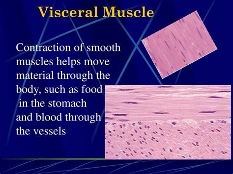 PPT - THE MUSCULAR SYSTEM PowerPoint Presentation - ID:3102019