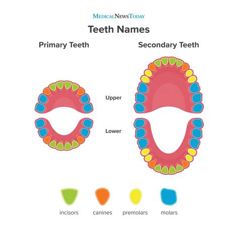 Teeth names: Diagram, types, and functions