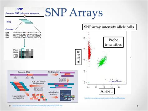 PPT - Real data and GWAS Case Study PowerPoint Presentation, free download - ID:2170289