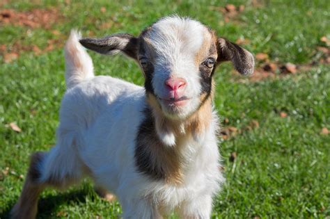 Curious Baby Goat Photograph by Kathleen Bishop