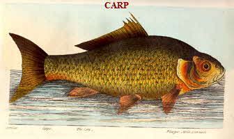 Carp Recipes - Fish Recipes