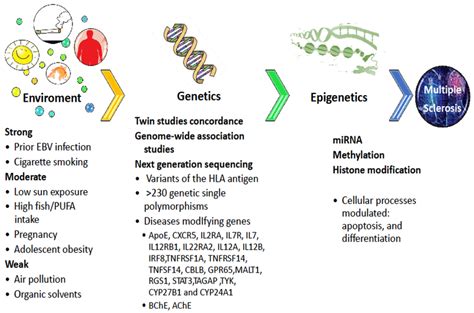 Risk factors for multiple sclerosis (MS). A hereditary basis of MS is ...