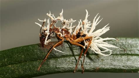 This infectious fungus turns ants into zombies | Ant zombie apocalypse ...