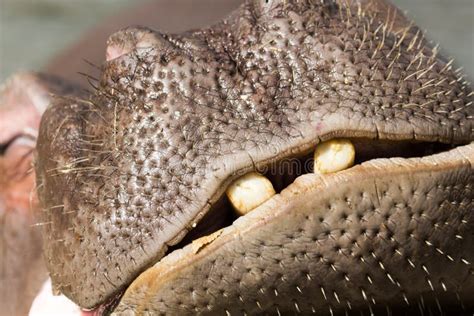 Hippopotamus teeth stock image. Image of long, water - 95543179