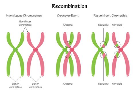 Chiasma Chromosome Recombination 7165650 Vector Art at Vecteezy