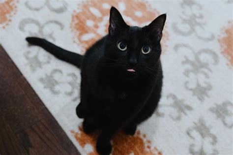 Why Do Cats Stick Their Tongues Out? Cat Blepping Explained ...