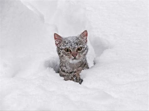 Cats Playing in Snow Compilation - YouTube