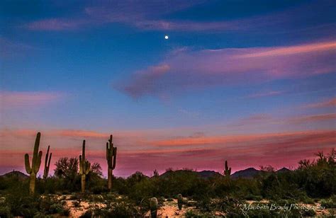 Sonoran Desert, Night sky | Desert photography, Sonoran desert, Night skies