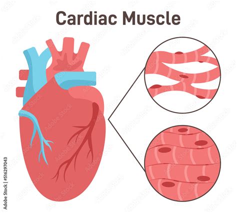 Cardiac muscle fibers' structure. Heart muscle tissue, anatomy Stock Vector | Adobe Stock