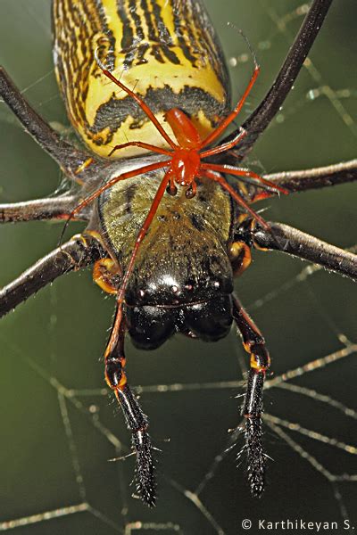 Giant Wood Spiders – Karthik's Journal