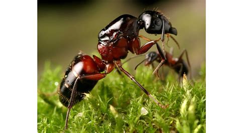 ᐉ Découvrez la taille reine de Camponotus Ligniperda : une fourmi intrigante