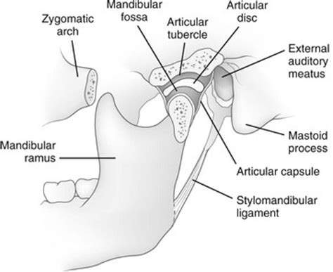 The Mandible | Radiology Key