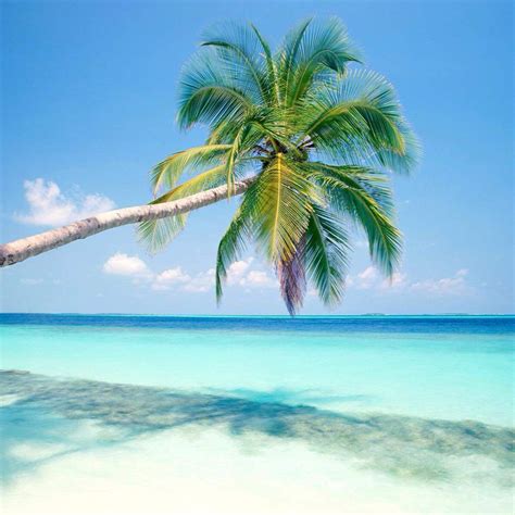 All Inclusive, Ocean Waves, Palm Trees, Mexico, Vacation, Oceans, Gorgeous, Water, Beaches