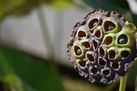 Lotus Seed Pod Trypophobia - Free photo on Pixabay - Pixabay